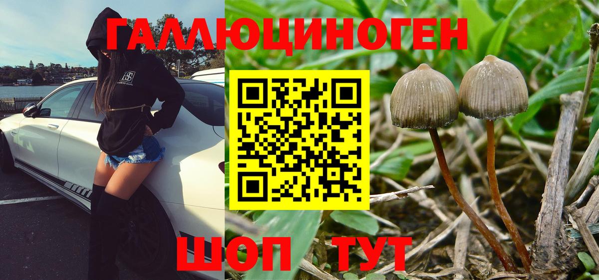 Галлюциногенные грибы Psilocybe Абакан